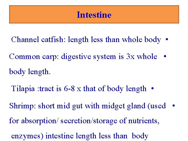 Intestine Channel catfish: length less than whole body • Common carp: digestive system is