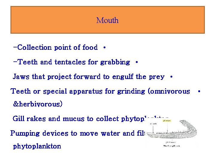 Mouth -Collection point of food • -Teeth and tentacles for grabbing • Jaws that