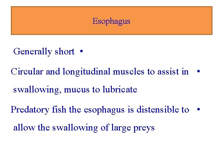 Esophagus Generally short • Circular and longitudinal muscles to assist in • swallowing, mucus