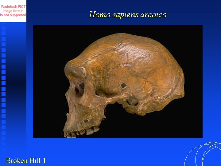 Homo sapiens arcaico Broken Hill 1 