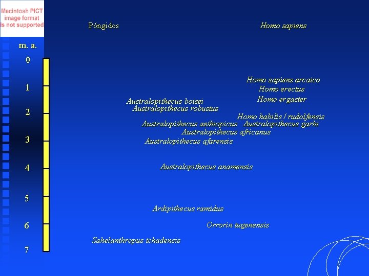 Póngidos Homo sapiens m. a. 0 1 2 3 4 5 Australopithecus boisei Australopithecus