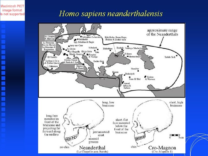 Homo sapiens neanderthalensis 