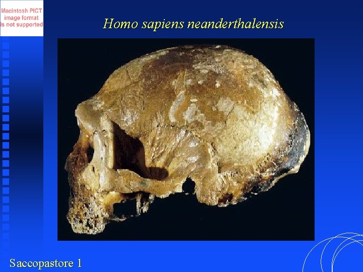 Homo sapiens neanderthalensis Saccopastore 1 