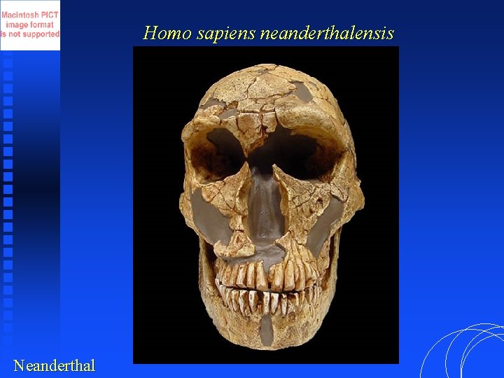 Homo sapiens neanderthalensis Neanderthal 