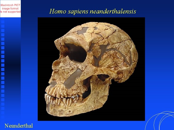 Homo sapiens neanderthalensis Neanderthal 