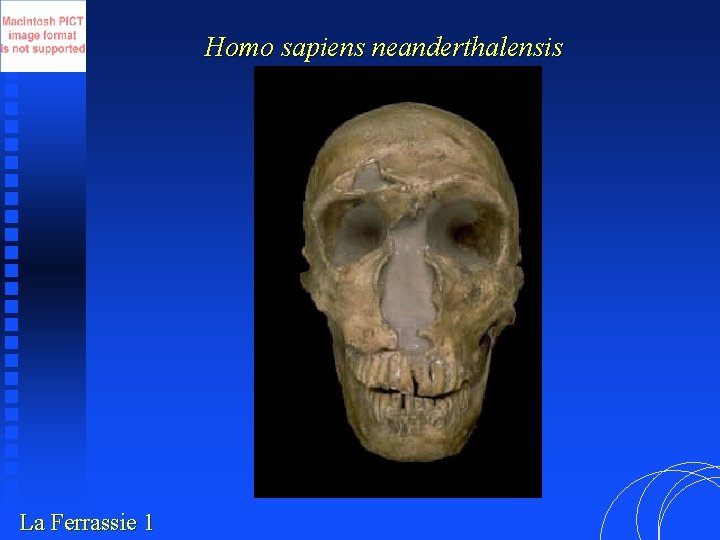 Homo sapiens neanderthalensis La Ferrassie 1 