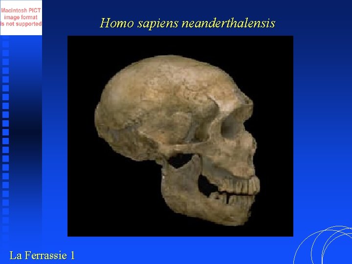 Homo sapiens neanderthalensis La Ferrassie 1 