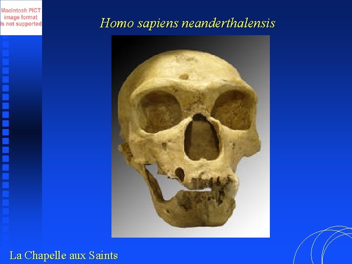 Homo sapiens neanderthalensis La Chapelle aux Saints 