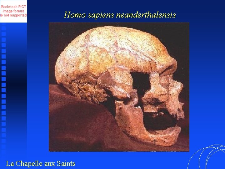 Homo sapiens neanderthalensis La Chapelle aux Saints 