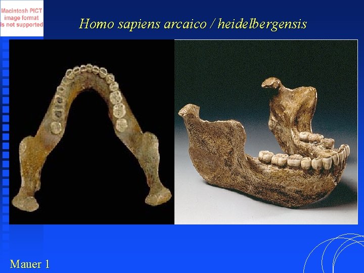 Homo sapiens arcaico / heidelbergensis Mauer 1 