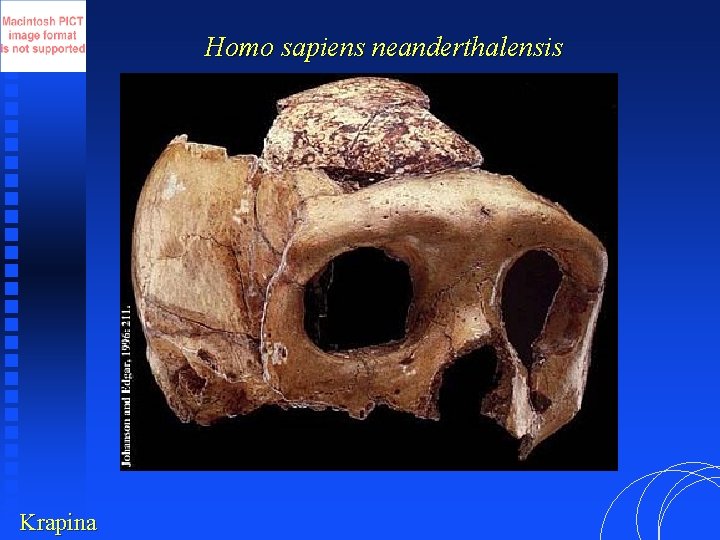 Homo sapiens neanderthalensis Krapina 