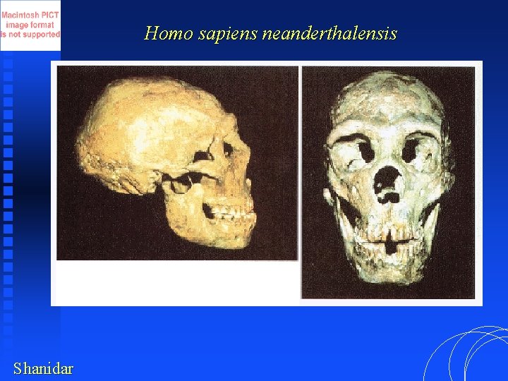 Homo sapiens neanderthalensis Shanidar 