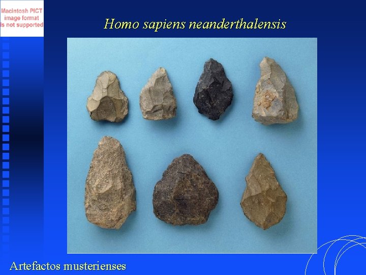 Homo sapiens neanderthalensis Artefactos musterienses 