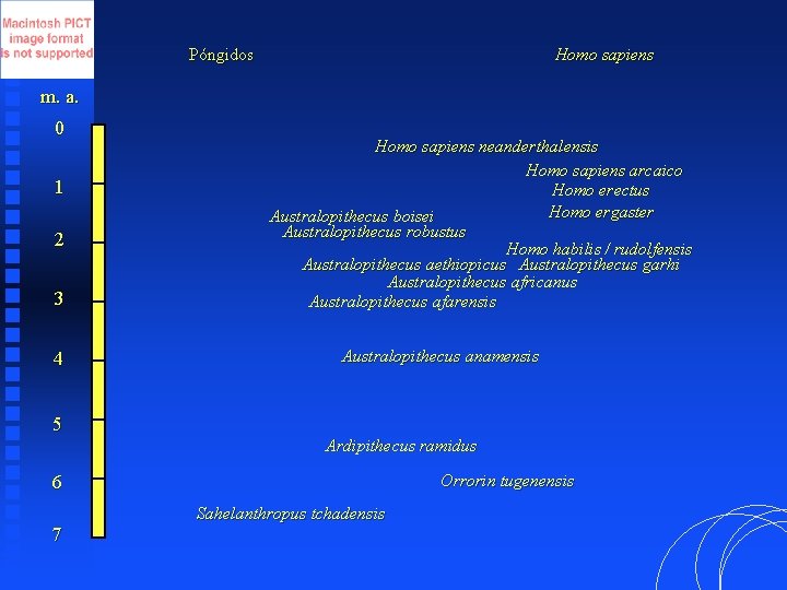 Póngidos Homo sapiens m. a. 0 1 2 3 4 5 Homo sapiens neanderthalensis