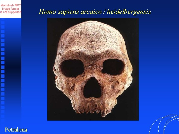 Homo sapiens arcaico / heidelbergensis Petralona 