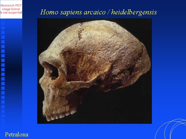 Homo sapiens arcaico / heidelbergensis Petralona 