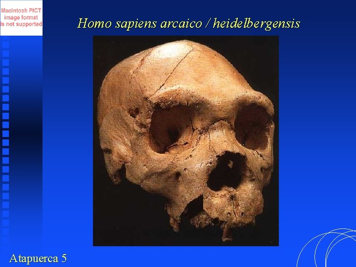 Homo sapiens arcaico / heidelbergensis Atapuerca 5 