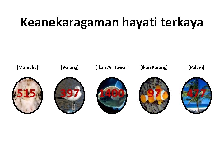 Keanekaragaman hayati terkaya [Sinar Harapan, 2003] [Mamalia] [Burung] [Ikan Air Tawar] [Ikan Karang] [Palem]