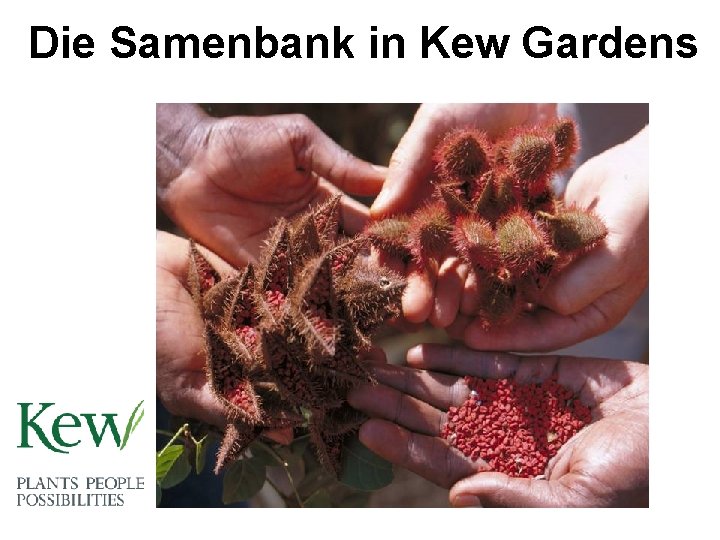 Die Samenbank in Kew Gardens 