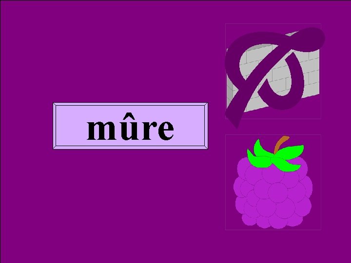  Homoph mûre 2 mûre 