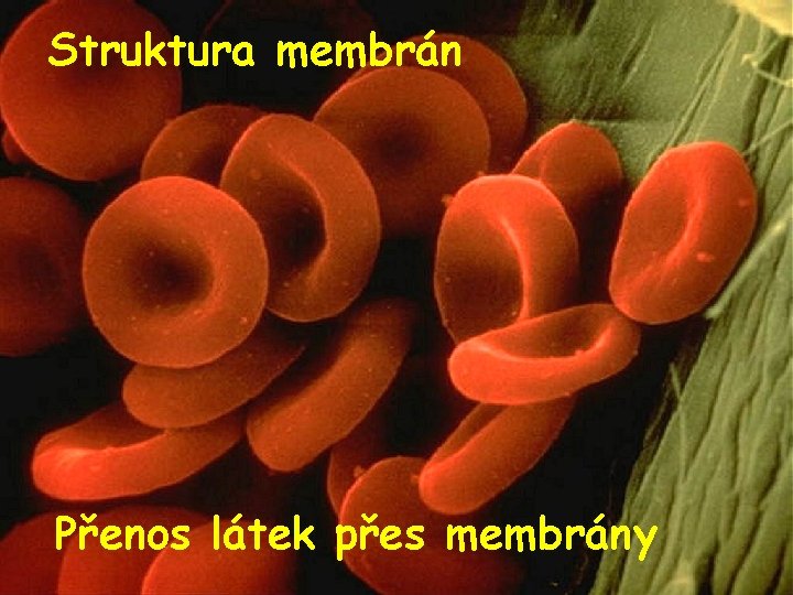 Struktura membrán Přenos látek přes membrány 