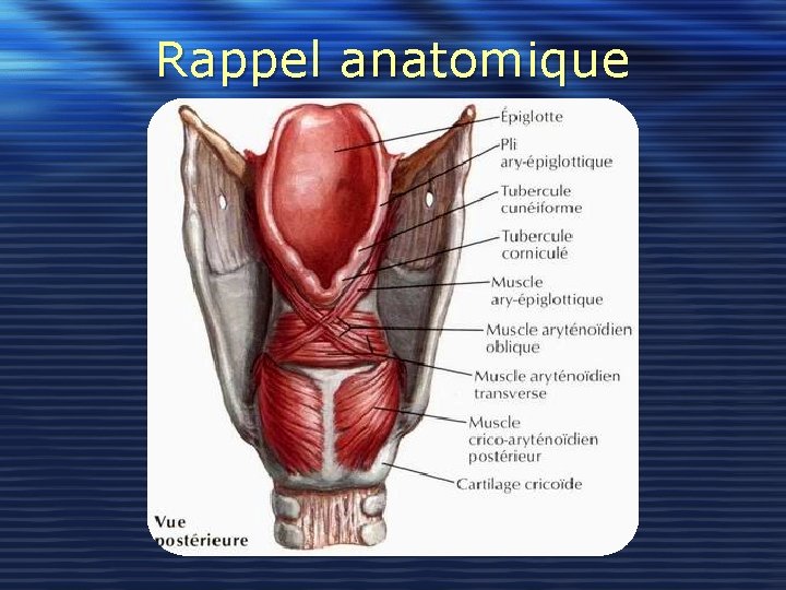 Rappel anatomique 