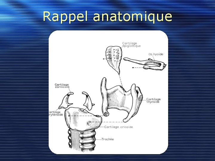 Rappel anatomique 