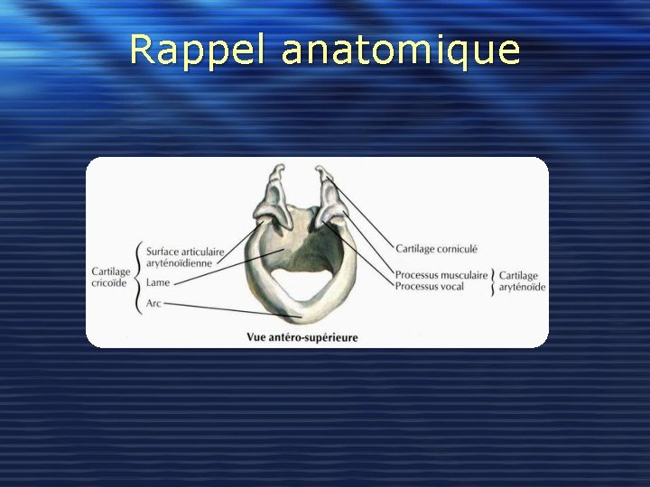 Rappel anatomique 