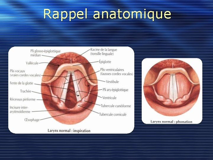 Rappel anatomique 