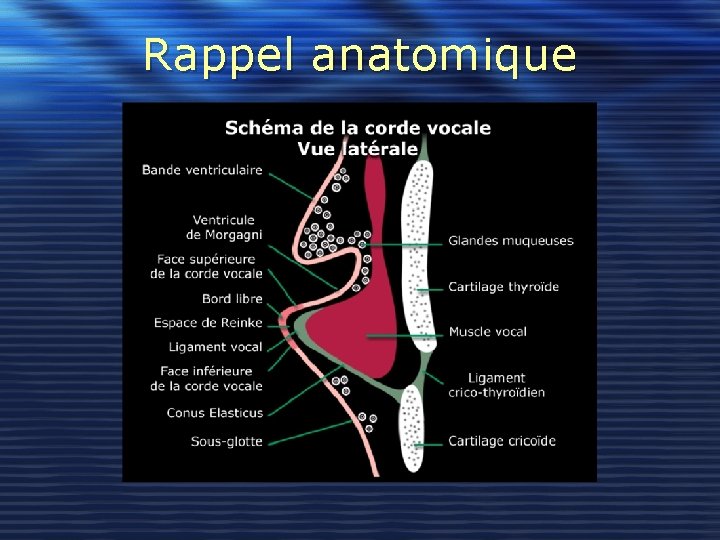 Rappel anatomique 