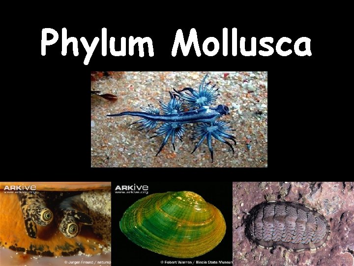 LABORATORIO Phylum Mollusca 