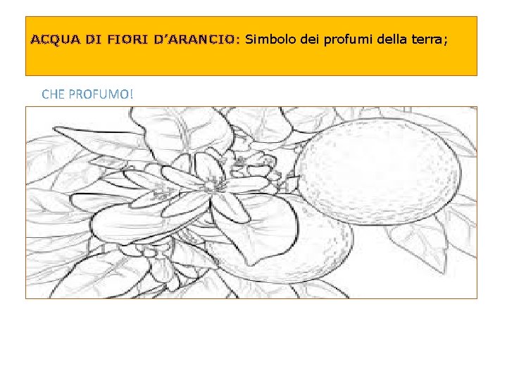ACQUA DI FIORI D’ARANCIO: Simbolo dei profumi della terra; CHE PROFUMO! 