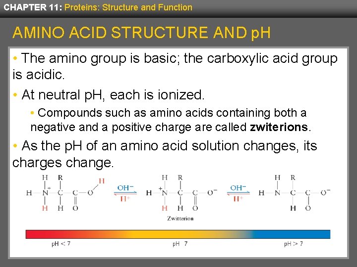 CHAPTER 11: Proteins: Structure and Function AMINO ACID STRUCTURE AND p. H • The