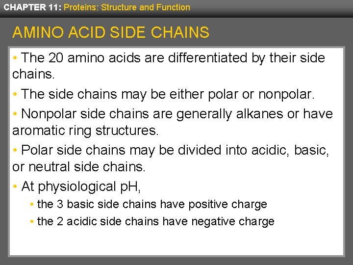 CHAPTER 11: Proteins: Structure and Function AMINO ACID SIDE CHAINS • The 20 amino