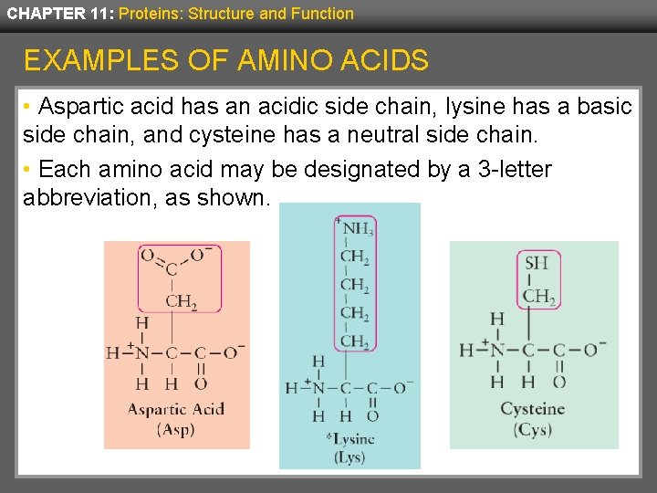 CHAPTER 11: Proteins: Structure and Function EXAMPLES OF AMINO ACIDS • Aspartic acid has