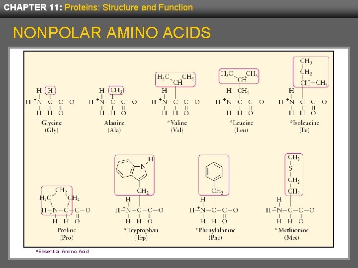 CHAPTER 11: Proteins: Structure and Function NONPOLAR AMINO ACIDS *Essential Amino Acid 