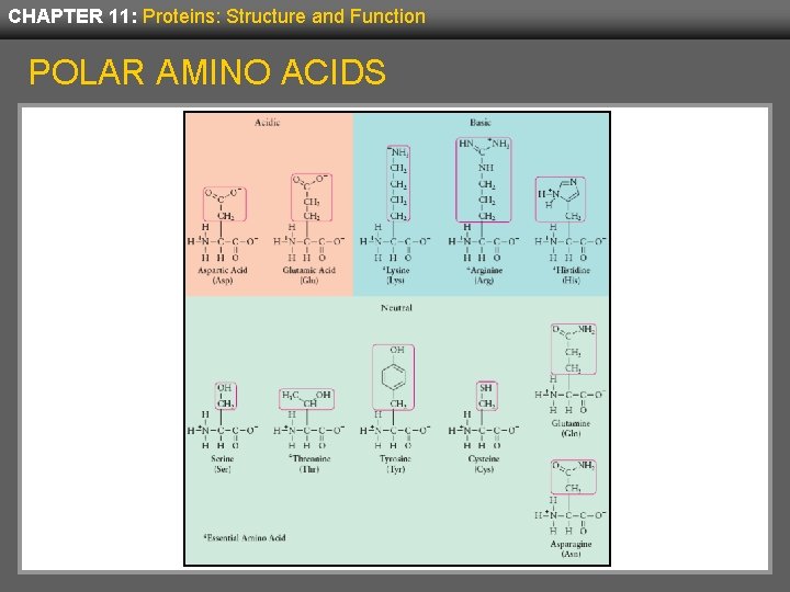 CHAPTER 11: Proteins: Structure and Function POLAR AMINO ACIDS 