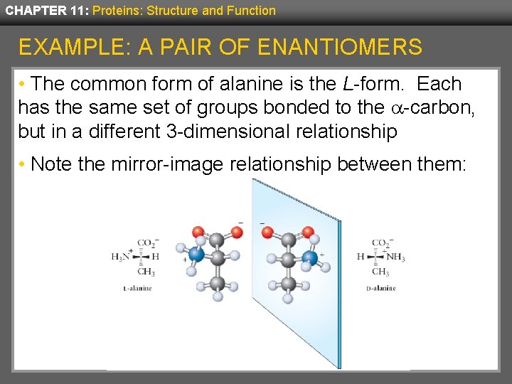 CHAPTER 11: Proteins: Structure and Function EXAMPLE: A PAIR OF ENANTIOMERS • The common