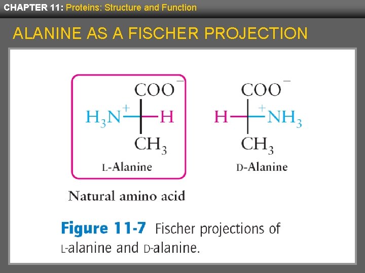 CHAPTER 11: Proteins: Structure and Function ALANINE AS A FISCHER PROJECTION 