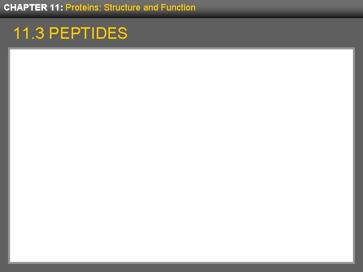 CHAPTER 11: Proteins: Structure and Function 11. 3 PEPTIDES 