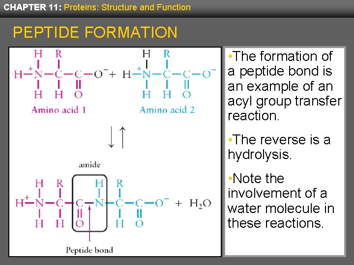 CHAPTER 11: Proteins: Structure and Function PEPTIDE FORMATION • The formation of a peptide