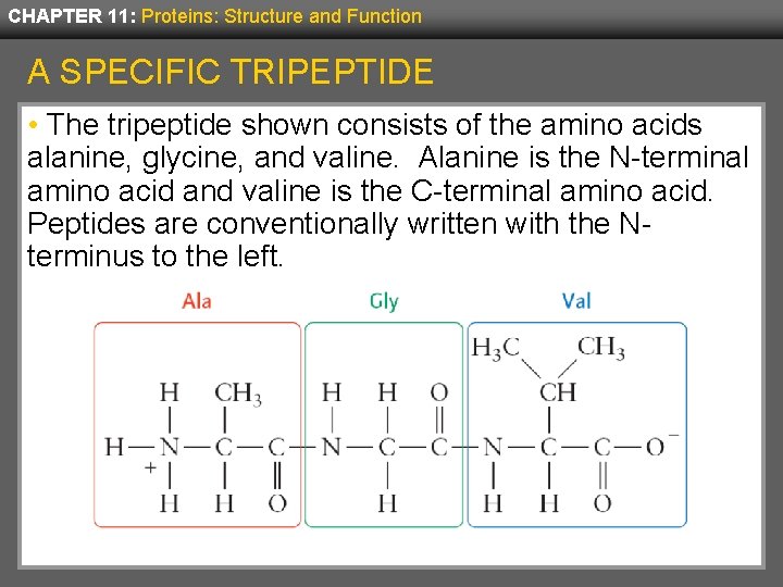 CHAPTER 11: Proteins: Structure and Function A SPECIFIC TRIPEPTIDE • The tripeptide shown consists