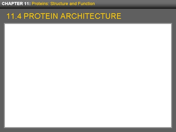 CHAPTER 11: Proteins: Structure and Function 11. 4 PROTEIN ARCHITECTURE 