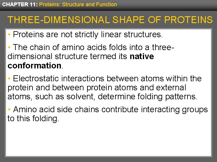 CHAPTER 11: Proteins: Structure and Function THREE-DIMENSIONAL SHAPE OF PROTEINS • Proteins are not