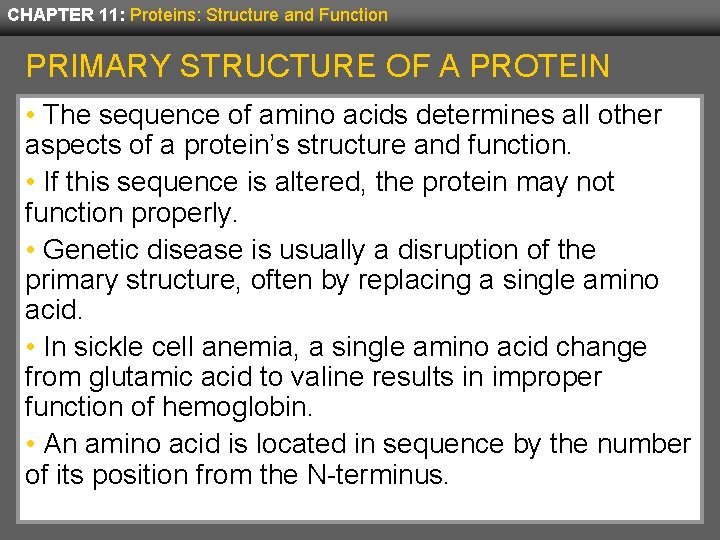 CHAPTER 11: Proteins: Structure and Function PRIMARY STRUCTURE OF A PROTEIN • The sequence