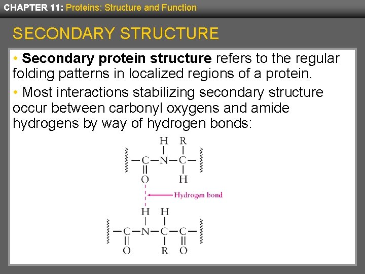 CHAPTER 11: Proteins: Structure and Function SECONDARY STRUCTURE • Secondary protein structure refers to