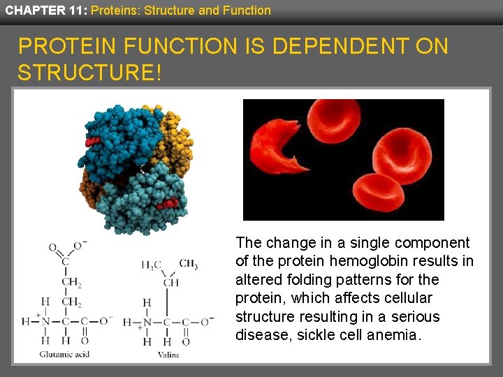 CHAPTER 11: Proteins: Structure and Function PROTEIN FUNCTION IS DEPENDENT ON STRUCTURE! The change