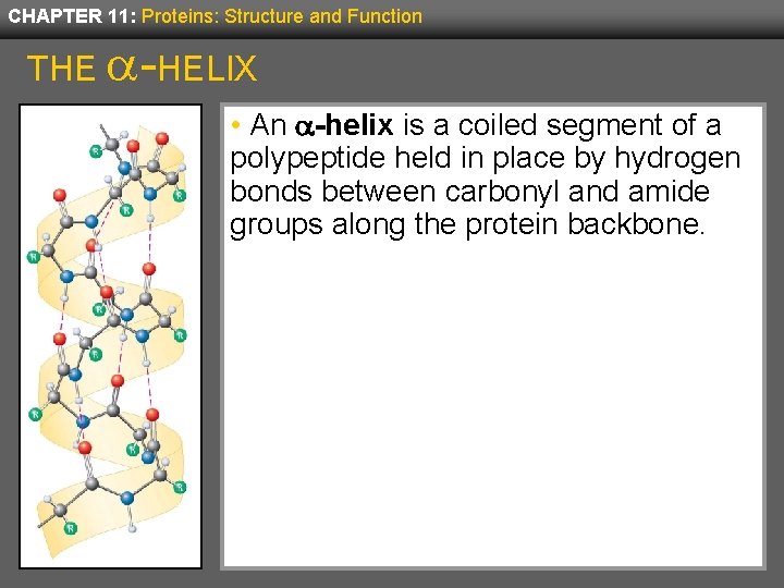 CHAPTER 11: Proteins: Structure and Function THE -HELIX • An a-helix is a coiled