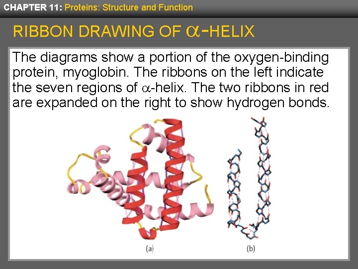 CHAPTER 11: Proteins: Structure and Function RIBBON DRAWING OF -HELIX The diagrams show a