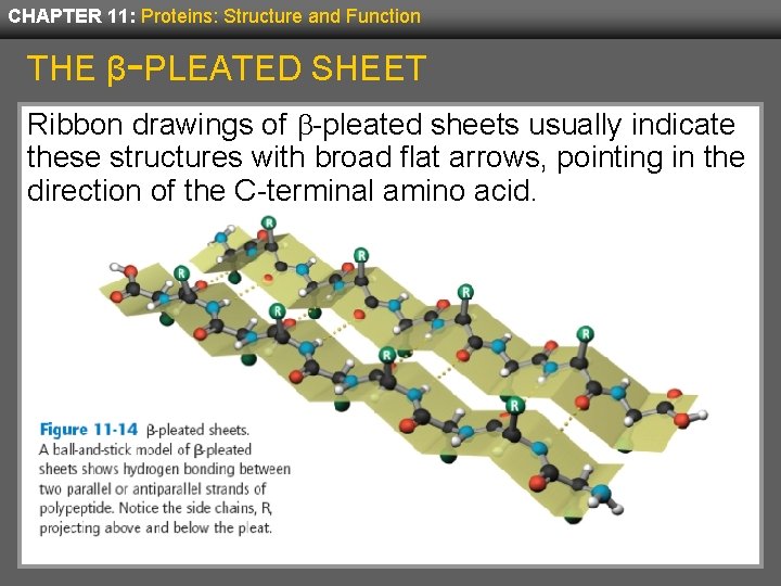 CHAPTER 11: Proteins: Structure and Function THE β-PLEATED SHEET Ribbon drawings of b-pleated sheets